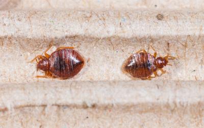 bed bugs in house
