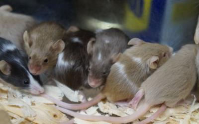 sussex mice removal