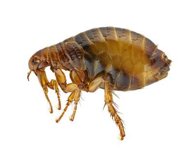 getting rid of fleas in a bedroom